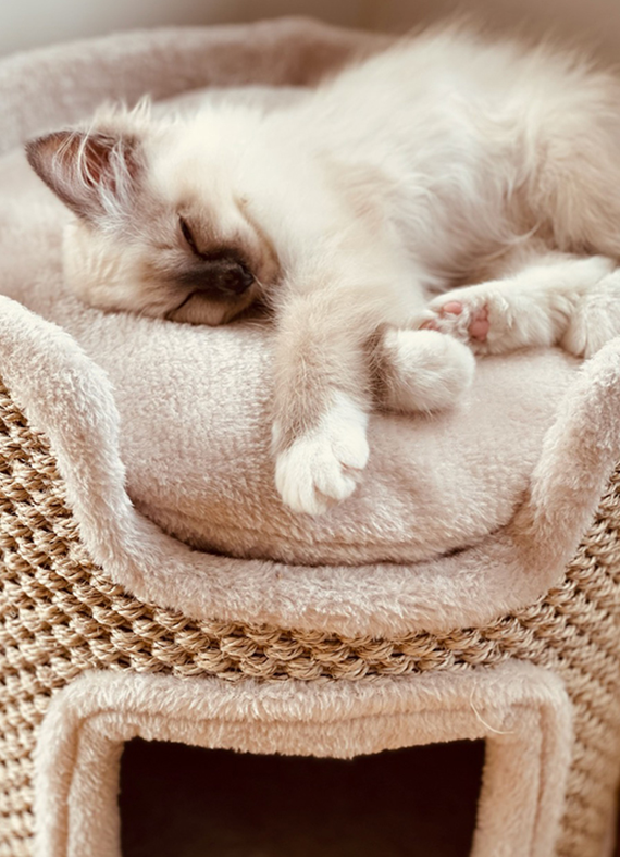 Chatterie des yeux de Breizh à Péaule dans le Morbihan & en Ille-et-Vilaine | Bretagne