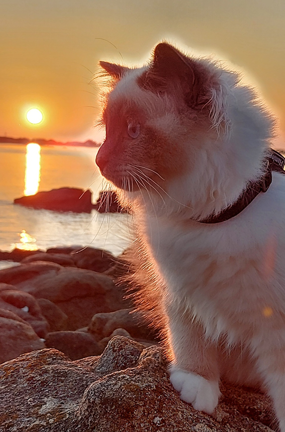 Chatterie des yeux de Breizh : élevage & vente chaton sacré de Birmanie dans le Morbihan & en Ille-et-Vilaine | Bretagne