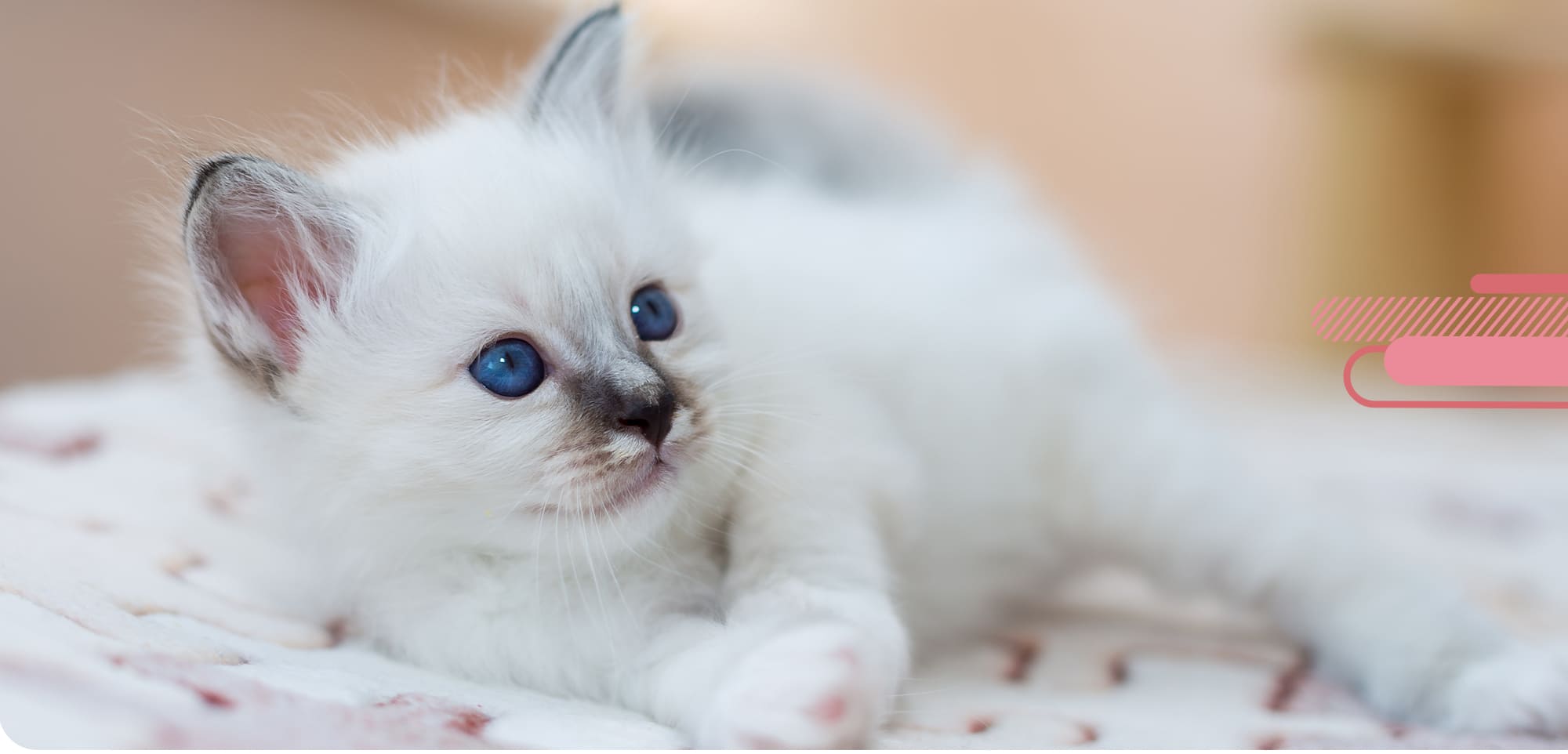 Chatterie des yeux de Breizh