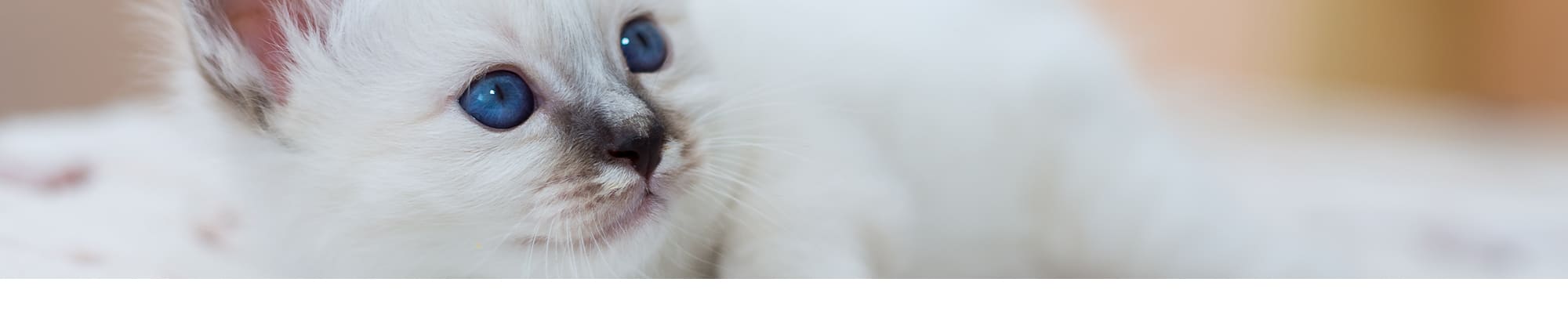 Chatterie des yeux de Breizh