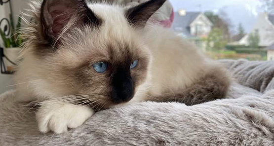 Chatterie des yeux de Breizh : vente de chats sacré de Birmanie dans le Morbihan & en Ille-et-Vilaine | Bretagne