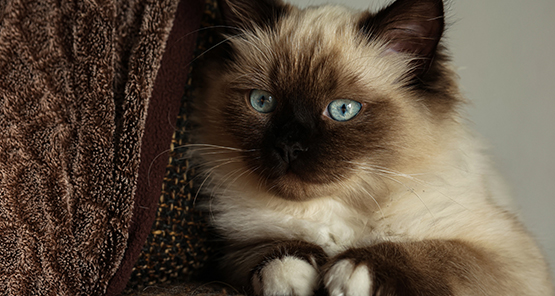 Chatterie des yeux de Breizh : vente de chats sacré de Birmanie dans le Morbihan & en Ille-et-Vilaine | Bretagne