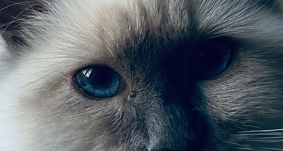 Chatterie des yeux de Breizh : vente de chats sacré de Birmanie dans le Morbihan & en Ille-et-Vilaine | Bretagne