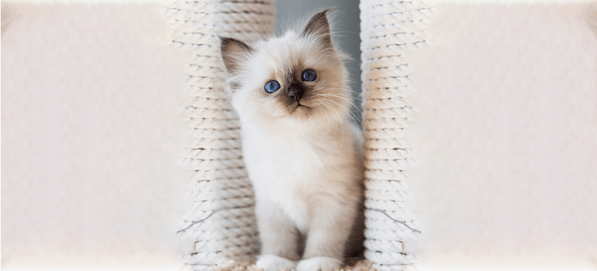 Chatterie des yeux de Breizh : chatons sacré de Birmanie à Péaule près de Vannes & Lorient (56)