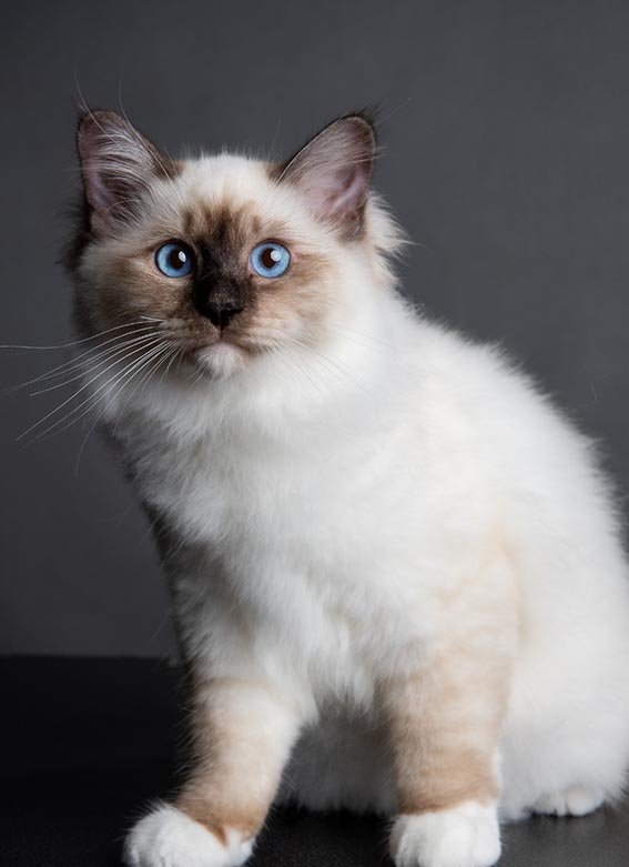 Chatterie des yeux de Breizh : chats sacré de Birmanie à Péaule près de Vannes & Lorient (56)