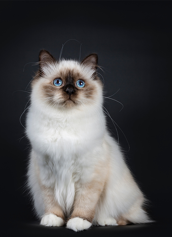 Chatterie des yeux de Breizh : chats sacré de Birmanie à Péaule près de Vannes & Lorient (56)