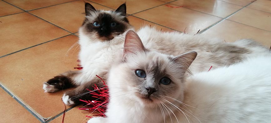 Chatterie des yeux de Breizh : chatons sacré de Birmanie à Péaule près de Vannes & Lorient (56)